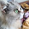 史哥养猫日记头像