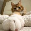 祖国必然统一头像