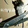 鹤阳头像