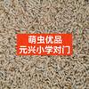 黑水虻批发零售2元一斤头像