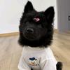 田园犬广西代淘（养🐶私信）头像