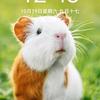 芙蓉头像
