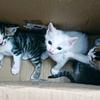 小猫🐱博主头像