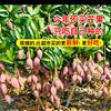 唐山鲲鹏头像