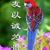 绮彩流光头像