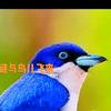 君临天下头像