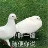 薛鸽子头像