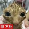 小傲影头像