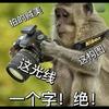 小猪摄影头像
