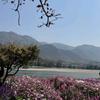 中通姐头像