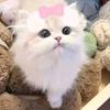 大张百货头像
