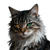 奇技猫头像