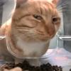 猫喵meme头像