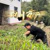 四川方严（乡村版）头像
