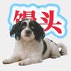 君十四头像