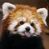 Mammalian Fauna兽类观察头像