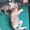 熊猫沙雕馆头像