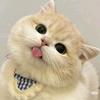 科学养猫指南头像
