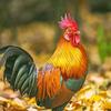 老杨养鸡头像