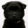 广西田园犬代淘（养🐶私聊）头像
