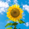 向日葵头像