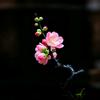 静待花开时头像