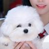 挽清风头像
