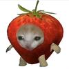 草莓猫meme头像