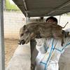 二代跑山野猪养殖头像