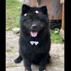 菠萝🐕（乡村萌宠日常)头像