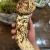 @梦回溪首（有关有赞必回）冲粉互头像