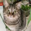 猫飞狗跳头像