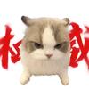 memomemo猫头像