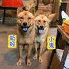 田园犬大黄头像