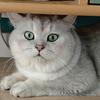 是奶油呀🐱头像