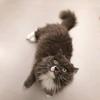 已退休的猫奶奶头像