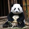 熊猫🐼博士头像