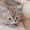 虞橘桂🐱头像