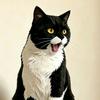 肥猫唠唠头像