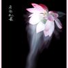 殊妙安乐头像