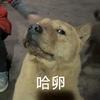 糖葫芦头像
