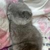 可爱的小猫咪（退网）头像