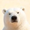 熊熊视野nature头像