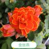蓝莓头像