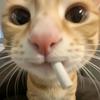 小满的猫meme头像
