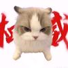 猫meme明明头像