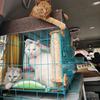 大叔爱玩猫头像