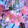 🌸鱼🐠🌸头像