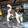 小串 🐶 元宝头像