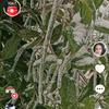 花妖头像